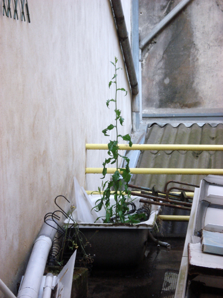 dijon, 2007